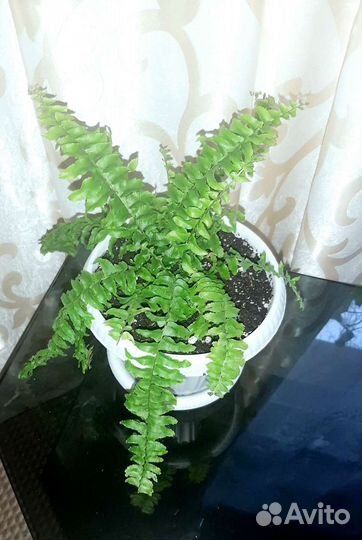 Нефролепис