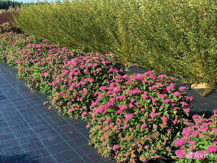 Спирея японская Криспа