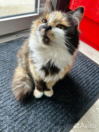 Кошечка в добрые руки