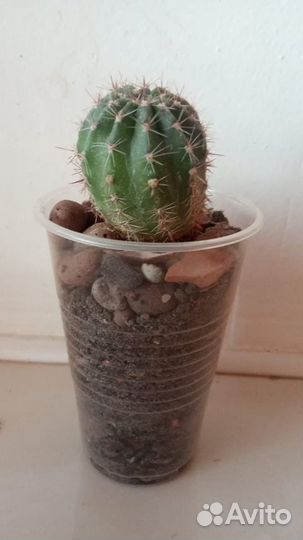 Кактус «Эхинопсис»