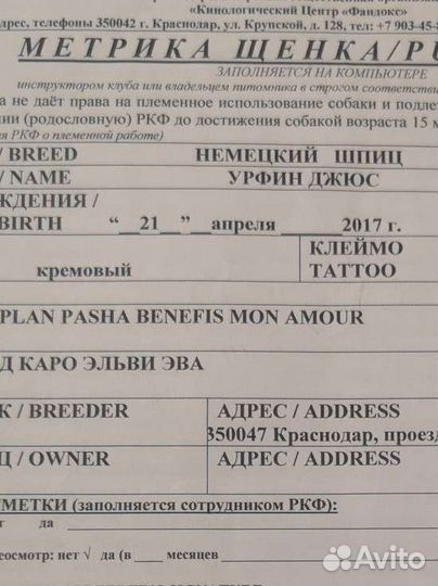 Немецкий шпиц вязка