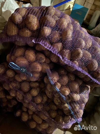 Продам семенной картофель