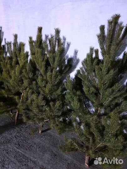 Сосна новогодняя
