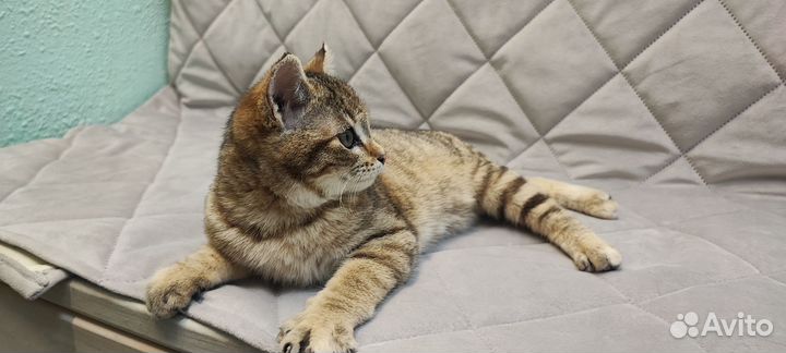 Котенок - девочка 3 месяца