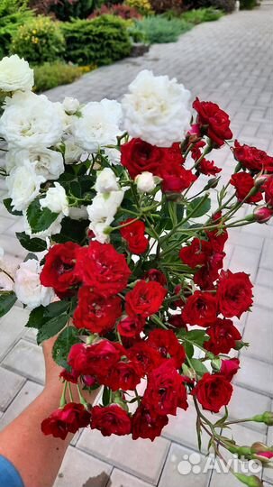 Почвопокровные розы. Корнесобственные саженцы