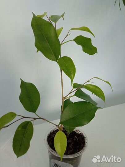 Фикус бенджамина