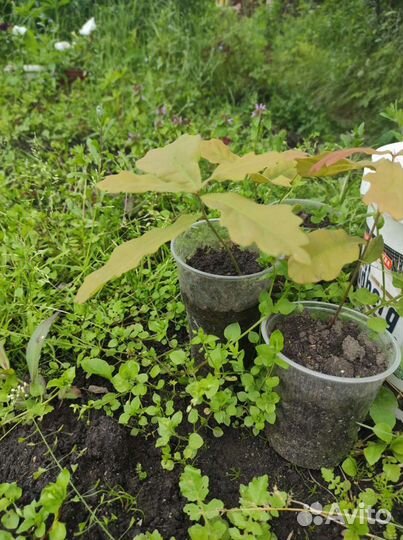 Саженцы дуб