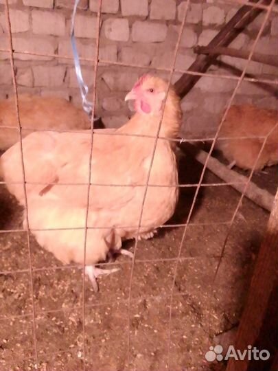 Орпингтон палевый