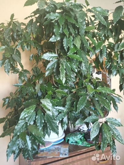 Гибискус купера