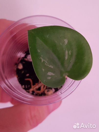 Сциндапсус, филодендрон, фикус и др