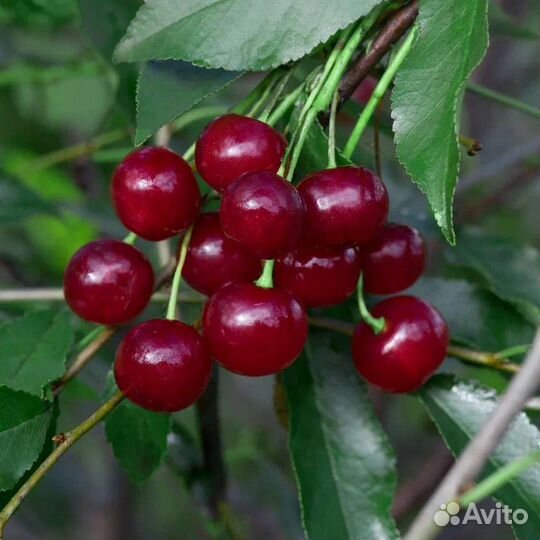 Вишня Молодежная