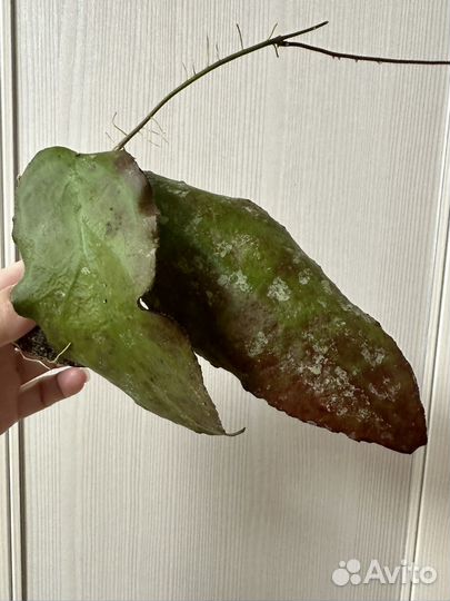 Хойя Caudata green and big lieves