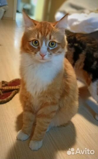 Рыжик в добрые руки