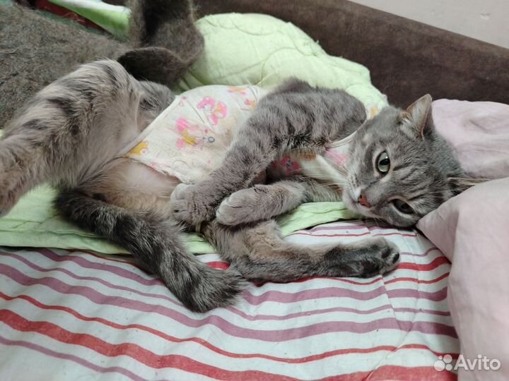 Кошечка из подвала