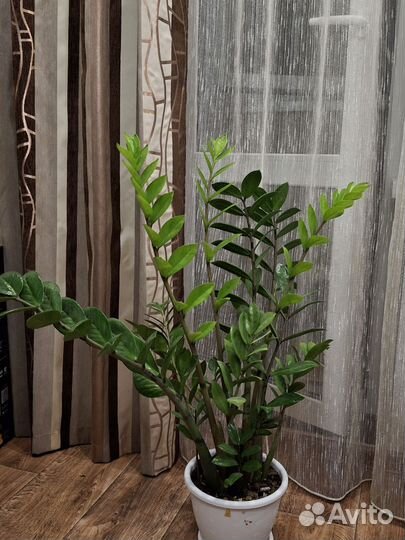 Замиокулькас