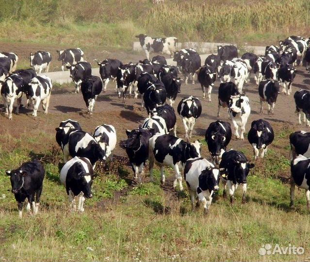 Коровы дойные молочные