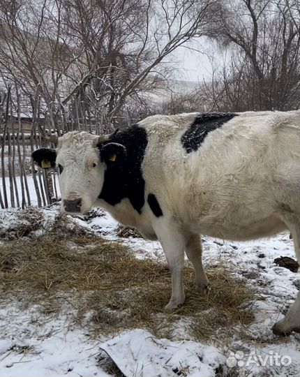 Корова на мясо