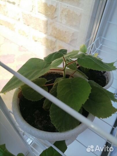 Саженцы киви