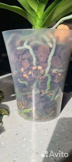 Орхидея фаленопсис Папагайо (Papagayo)