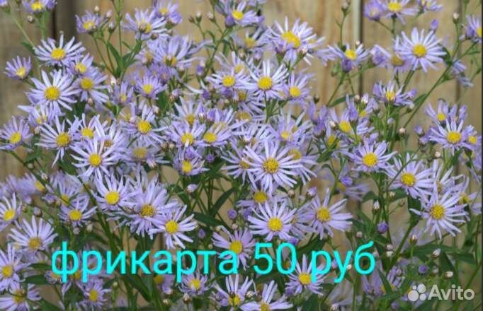 Многолетники для сада цветы
