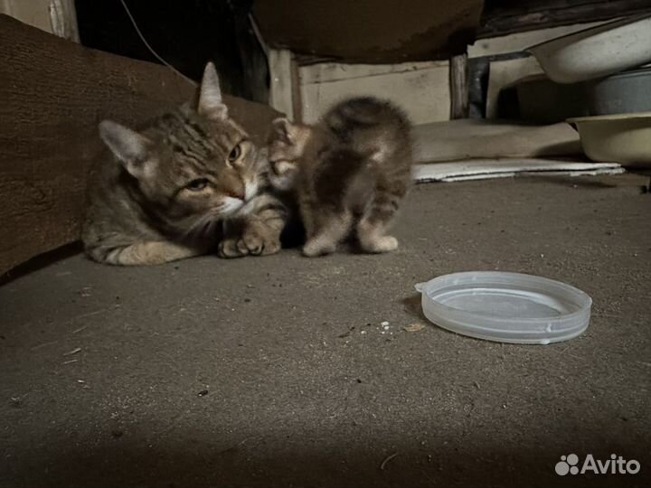 Котенок в добрые руки