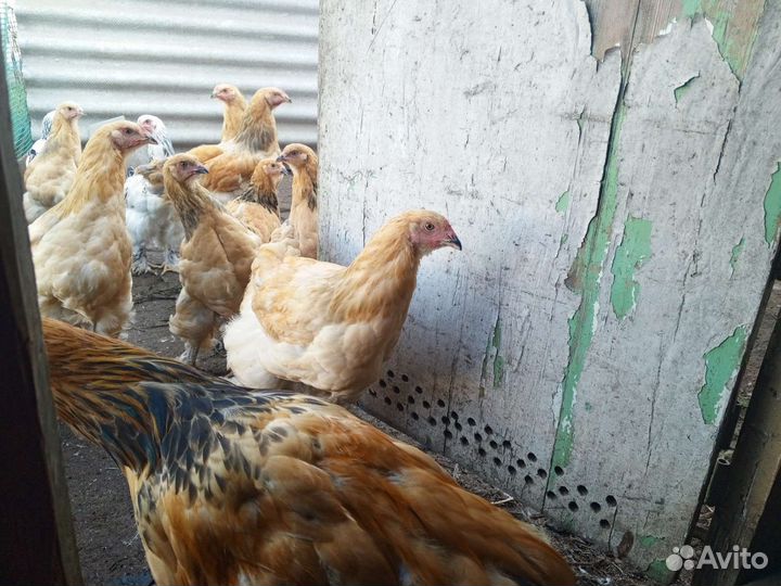 Молодые петушки Брама полевые, Белая