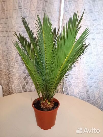 Цикас комнатная пальма