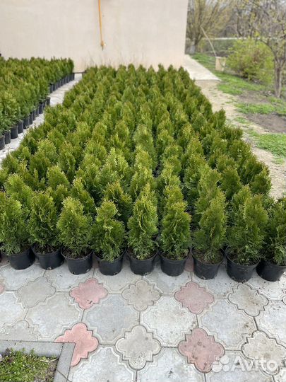 Туя западная смарагд