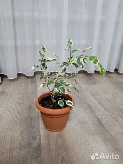 Фикус бенджамина