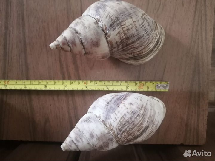 Ракушка Африканских улиток Ахатина