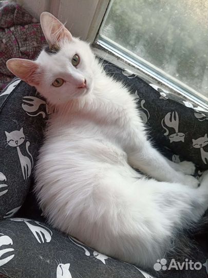 Кошка Марта