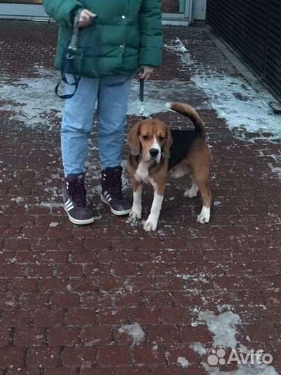 Бигль вязка