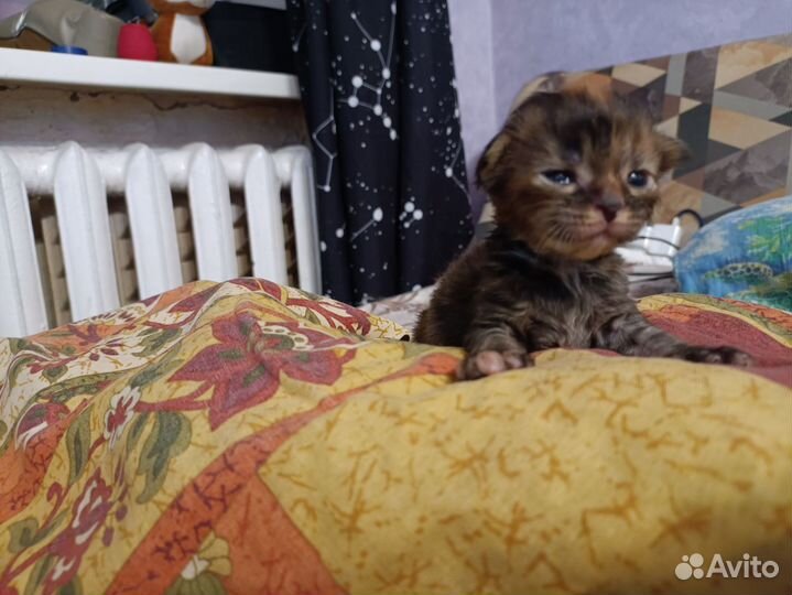 Новогодний Мейн кун