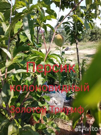Продам плодоносящие деревья с плодами