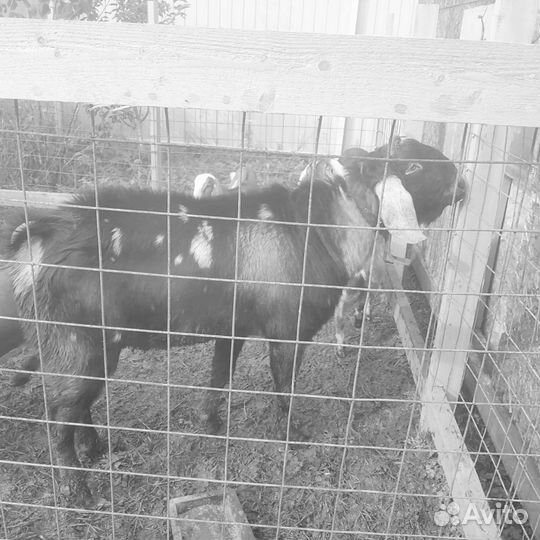 Нубийский козел 100 бронь до завтра 20.00