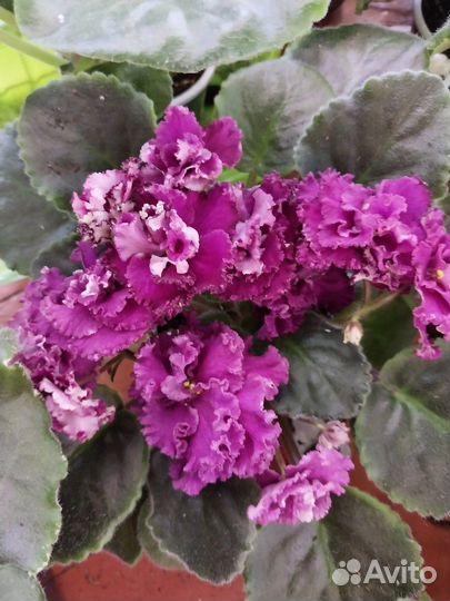 Продам фиалки