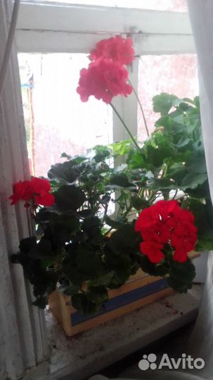 Продам цветы комнатные и садовые