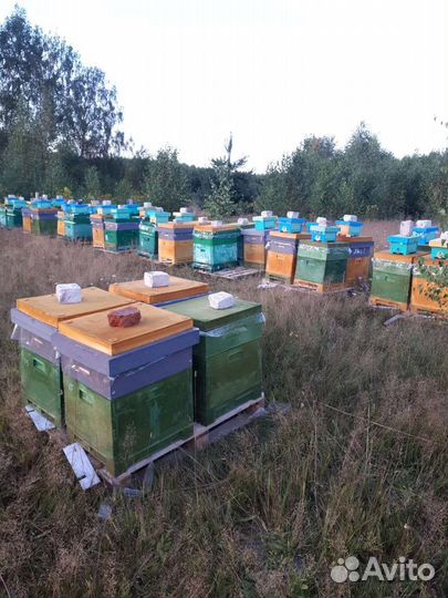 Пчелопакеты Бакфаст. Матки