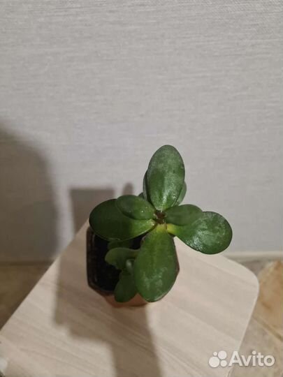 Толстянка в керамическом горшке