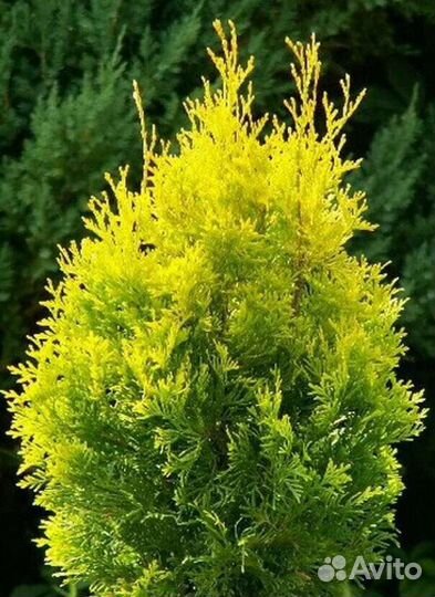 Необычные Хвойные растения - Alena.park