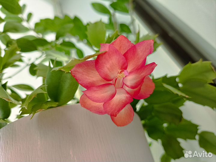 Декабрист шлюмбергера