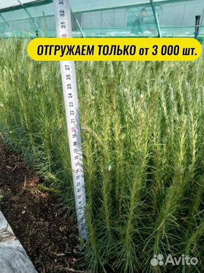 Саженцы ели окс