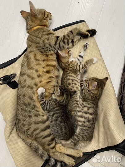 Бенгальская кошка