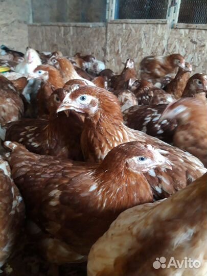 Куры несушки молодки