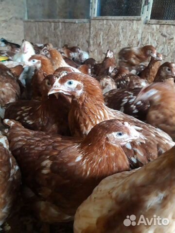 Куры несушки молодки