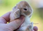 Самые миниатюрный кролики с ладошку