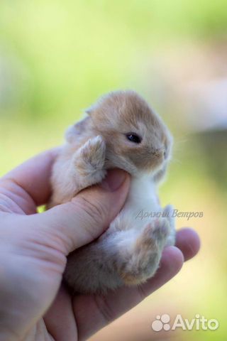 Самые миниатюрный кролики с ладошку объявление продам
