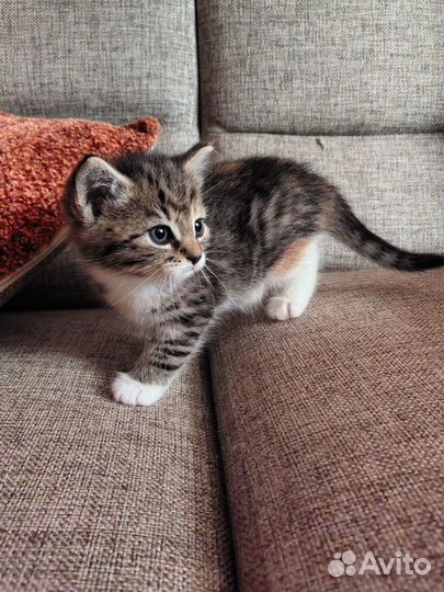 Кошка
