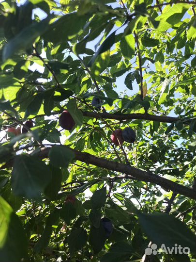 Слива саженец