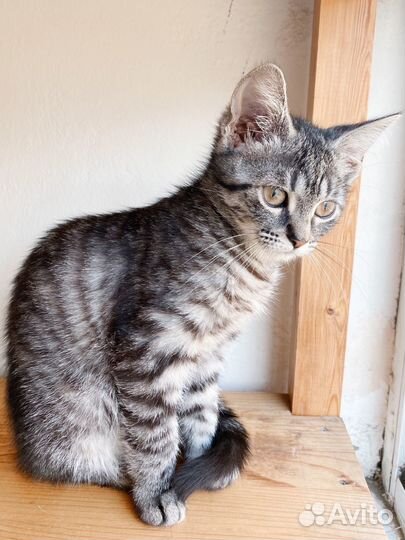 Красавица серая полосатая девочка котёнок 3 мес